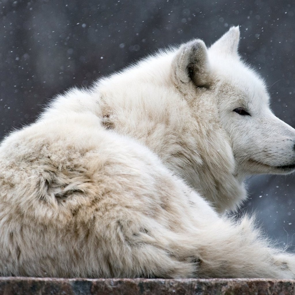 Обои волк, морда, снегопад, снег, полярный, зима, арктический, шерсть, взгляд, белый, лежит, профиль, wolf, face, snowfall, snow, polar, winter, arctic, wool, look, white, lies, profile разрешение 2048x1152 Загрузить