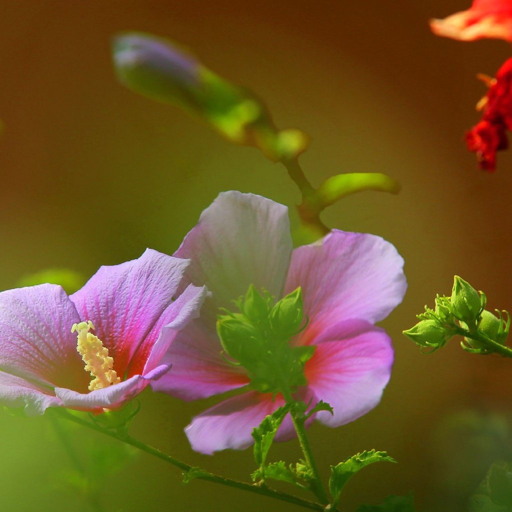 Обои цветы, поле, лепестки, луг, растение, стебель, мальва, flowers, field, petals, meadow, plant, stem, mallow разрешение 2316x1438 Загрузить