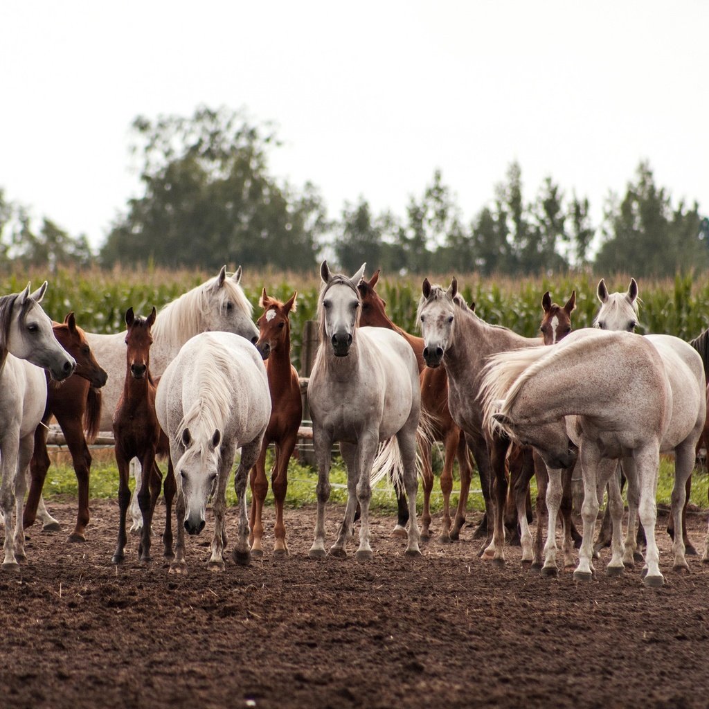Обои поле, лошади, кони, табун, field, horse, horses, the herd разрешение 3450x2000 Загрузить