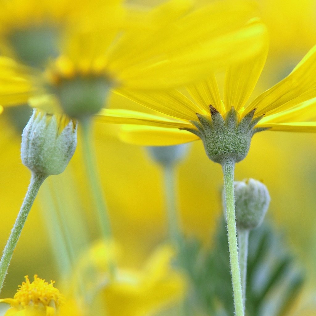 Обои природа, лепестки, размытость, стебель, желтые цветы, nature, petals, blur, stem, yellow flowers разрешение 1920x1212 Загрузить