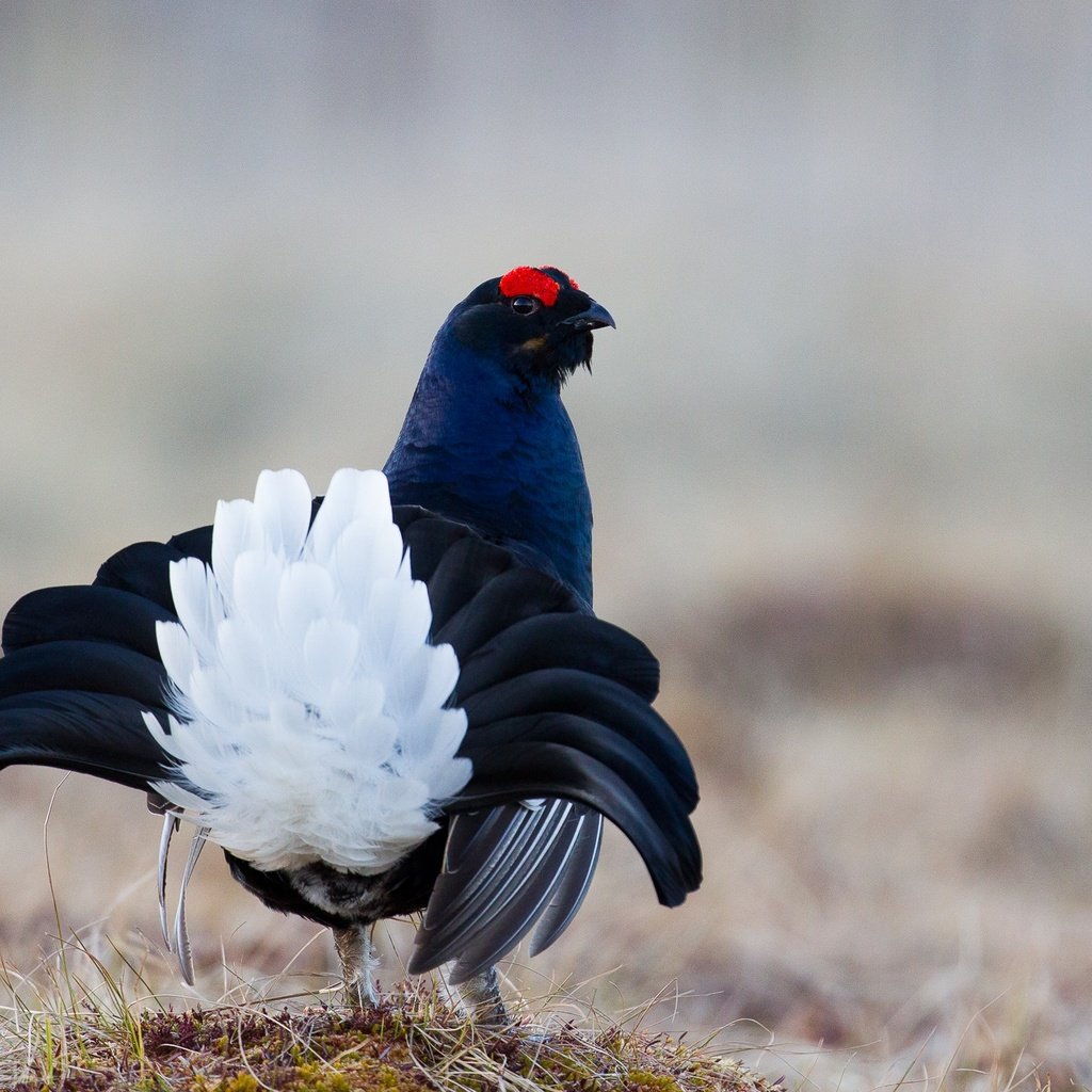 Обои птица, перья, окрас, хвост, тетерев, bird, feathers, color, tail, grouse разрешение 2000x1333 Загрузить