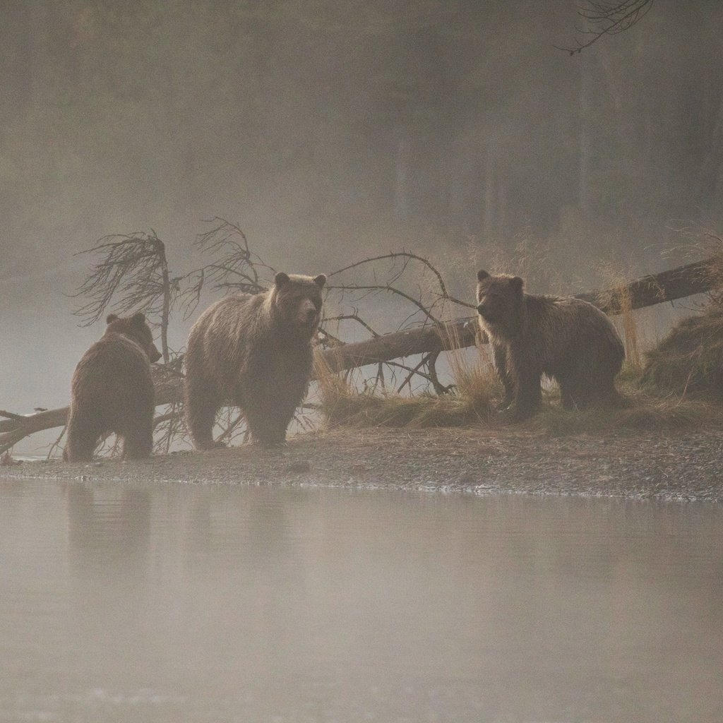 Обои река, дерево, утро, медведи, медведица, медвежата, river, tree, morning, bears, bear разрешение 2560x1707 Загрузить