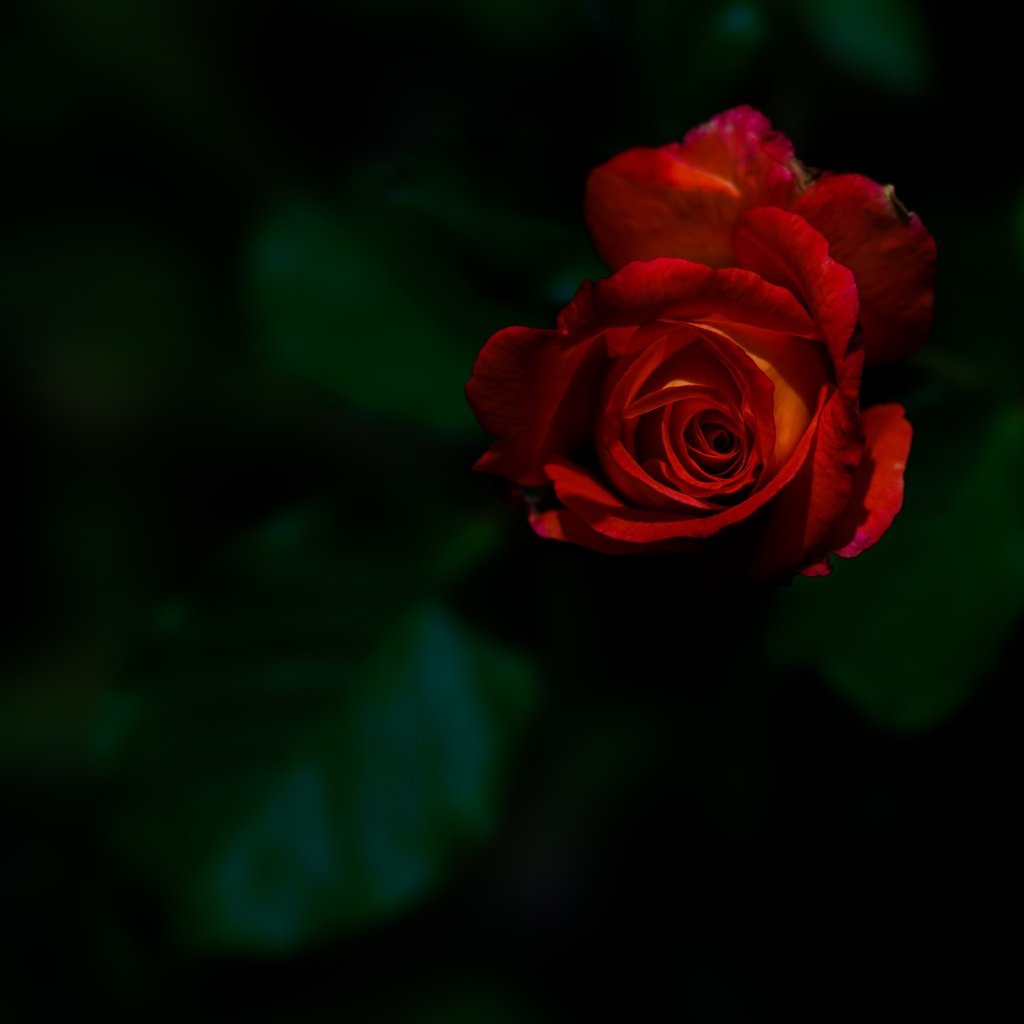 Обои цветок, роза, бутон, темный фон, красная роза, flower, rose, bud, the dark background, red rose разрешение 7952x5304 Загрузить