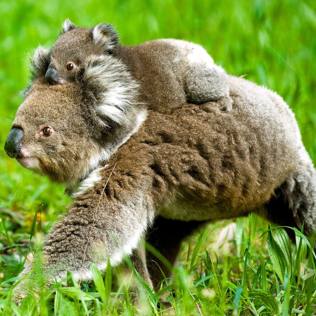 Обои трава, природа, детеныш, медвежонок, коала, коалы, grass, nature, cub, bear, koala, koalas разрешение 1920x1200 Загрузить