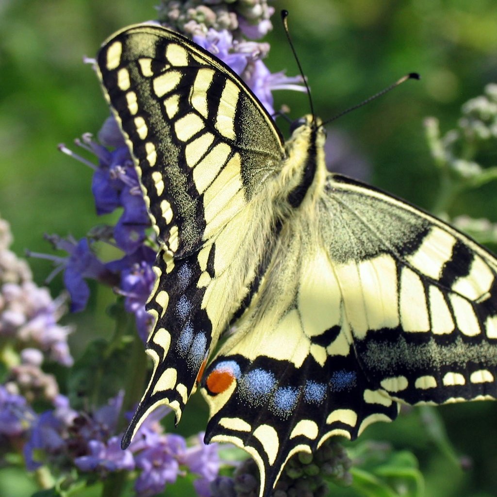 Обои цветы, насекомое, бабочка, крылья, махаон, flowers, insect, butterfly, wings, swallowtail разрешение 2080x1383 Загрузить