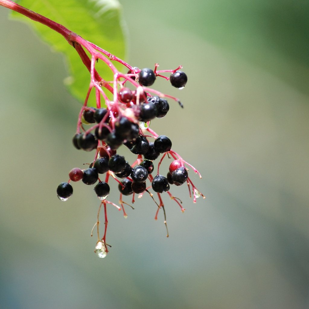 Обои ветка, природа, дерево, капли, плоды, бузина, branch, nature, tree, drops, fruit, elder разрешение 3872x2592 Загрузить