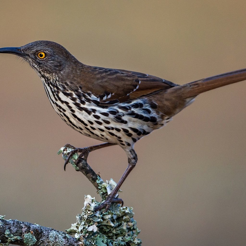 Обои ветка, птица, клюв, хвост, пересмешник, кривоклювый пересмешник, branch, bird, beak, tail, mockingbird, krivohlavy mockingbird разрешение 2048x1118 Загрузить