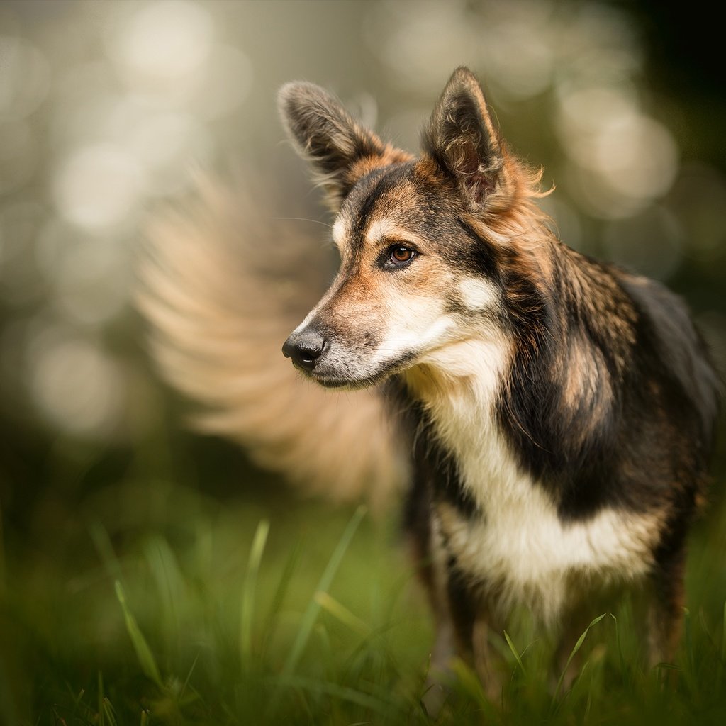 Обои трава, мордочка, взгляд, собака, боке, grass, muzzle, look, dog, bokeh разрешение 2048x1323 Загрузить