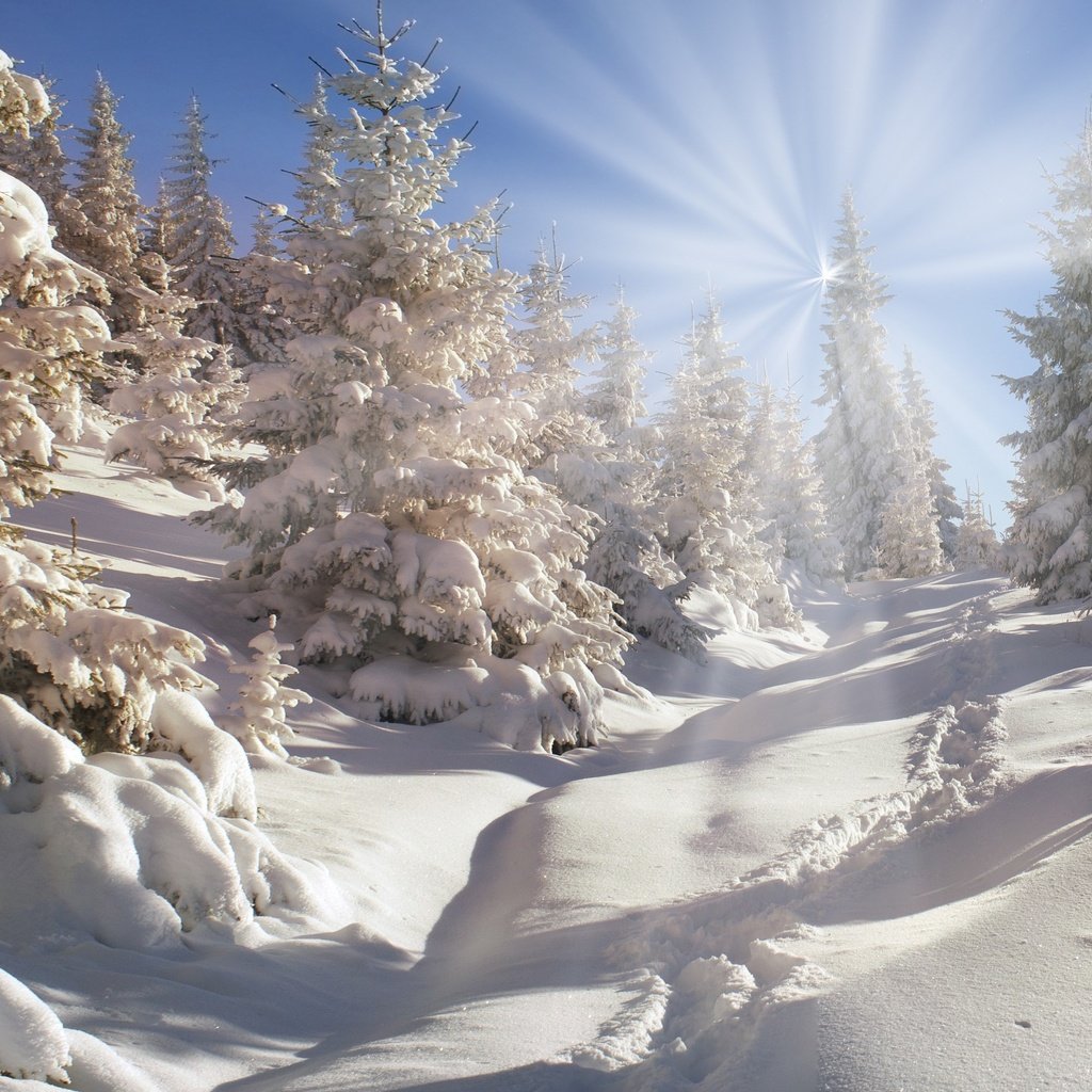 Обои небо, деревья, снег, природа, лес, зима, the sky, trees, snow, nature, forest, winter разрешение 2880x1800 Загрузить