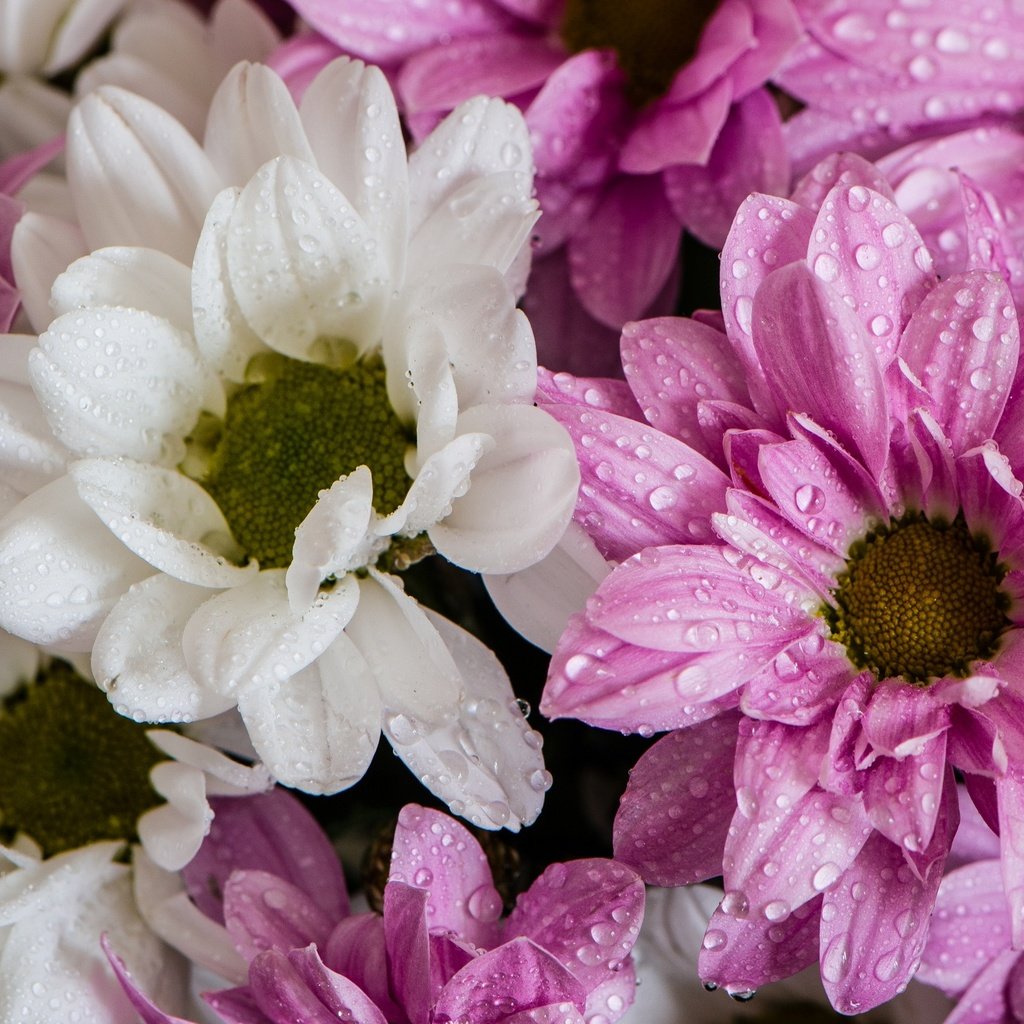 Обои цветы, капли, лепестки, розовые, белые, хризантемы, flowers, drops, petals, pink, white, chrysanthemum разрешение 2048x1374 Загрузить