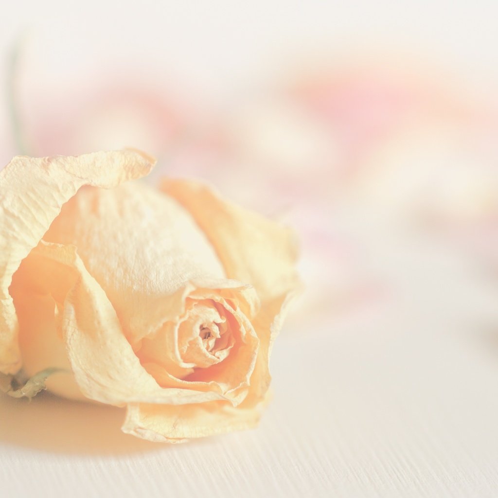 Обои цветок, роза, лепестки, размытость, бутон, flower, rose, petals, blur, bud разрешение 2400x1350 Загрузить