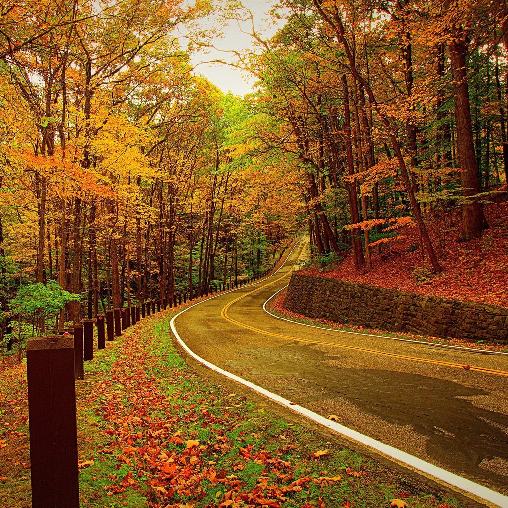 Обои дорога, деревья, лес, листья, осень, road, trees, forest, leaves, autumn разрешение 3010x1720 Загрузить