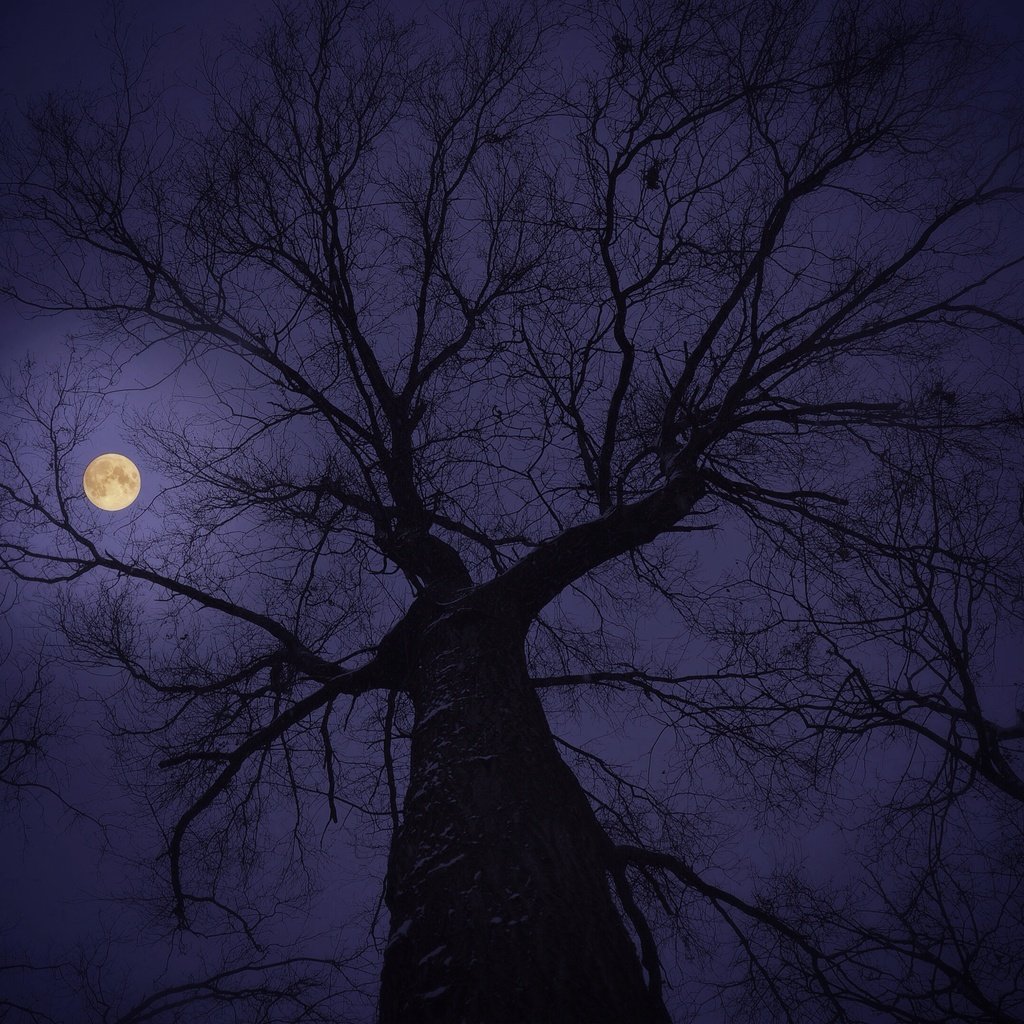 Обои небо, дерево, ветки, луна, the sky, tree, branches, the moon разрешение 3264x2162 Загрузить