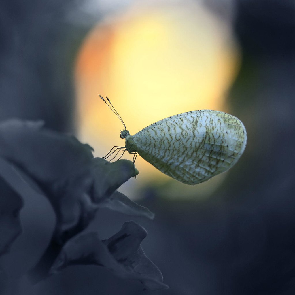 Обои насекомое, цветок, бабочка, крылья, alfian ismail, insect, flower, butterfly, wings разрешение 2000x1333 Загрузить