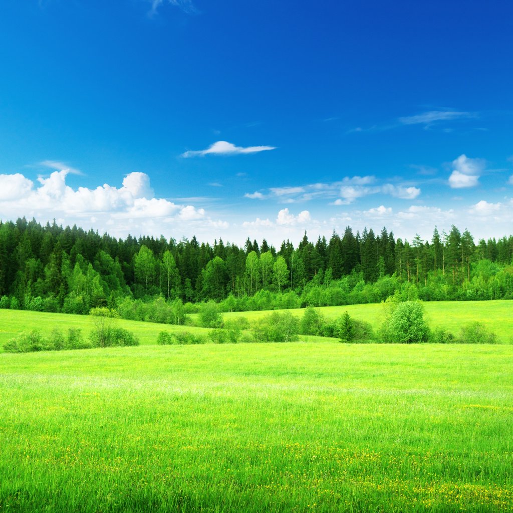 Обои небо, трава, облака, деревья, лес, поле, the sky, grass, clouds, trees, forest, field разрешение 3840x2504 Загрузить