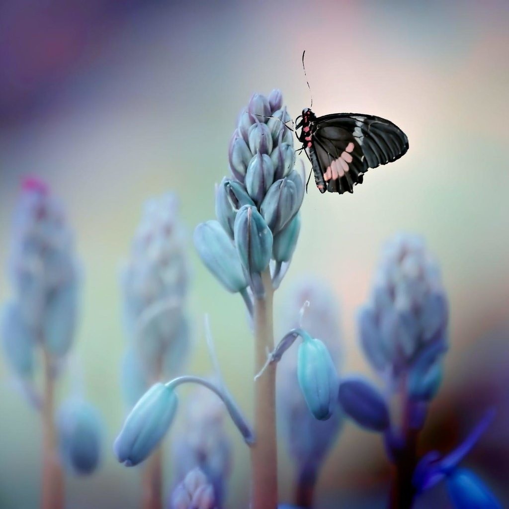 Обои цветы, насекомое, бабочка, крылья, vinny rojas, flowers, insect, butterfly, wings разрешение 2000x1333 Загрузить