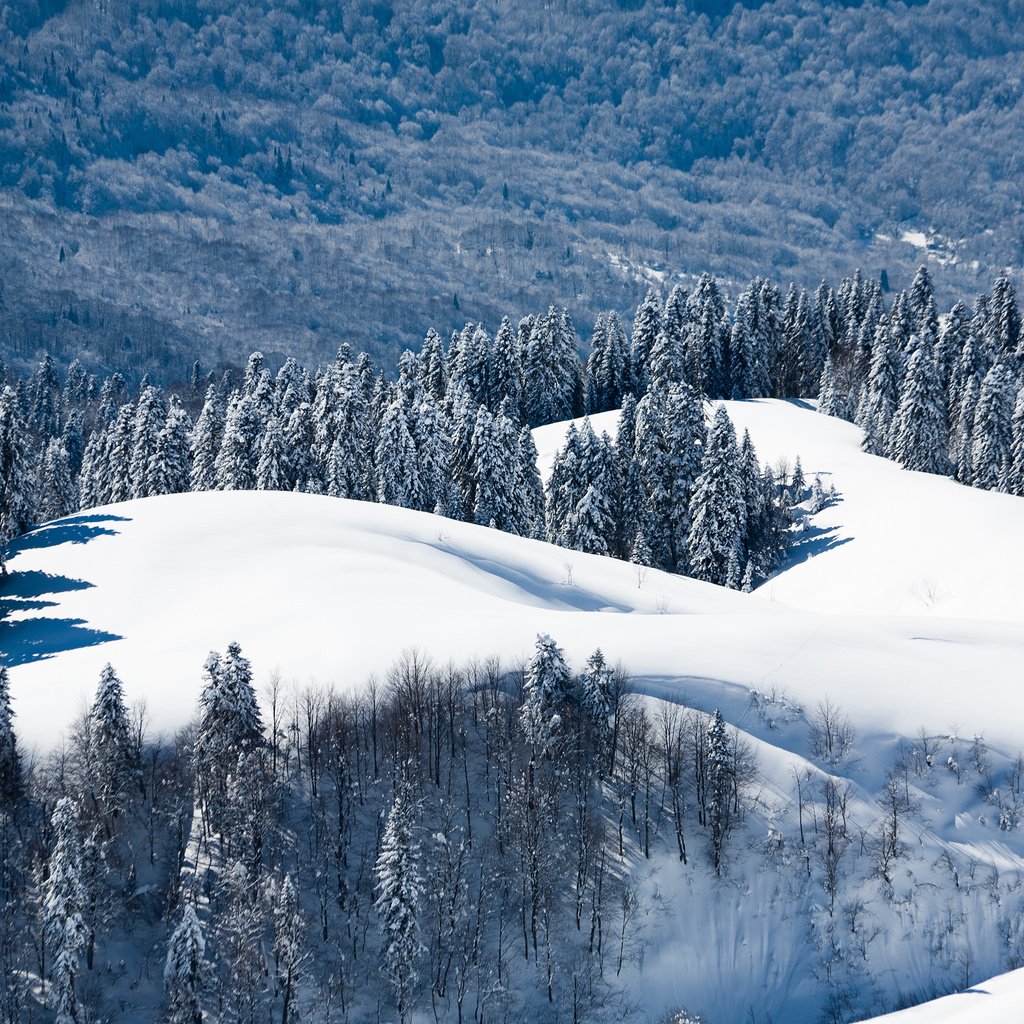 Обои деревья, горы, снег, лес, зима, россия, trees, mountains, snow, forest, winter, russia разрешение 2560x1707 Загрузить