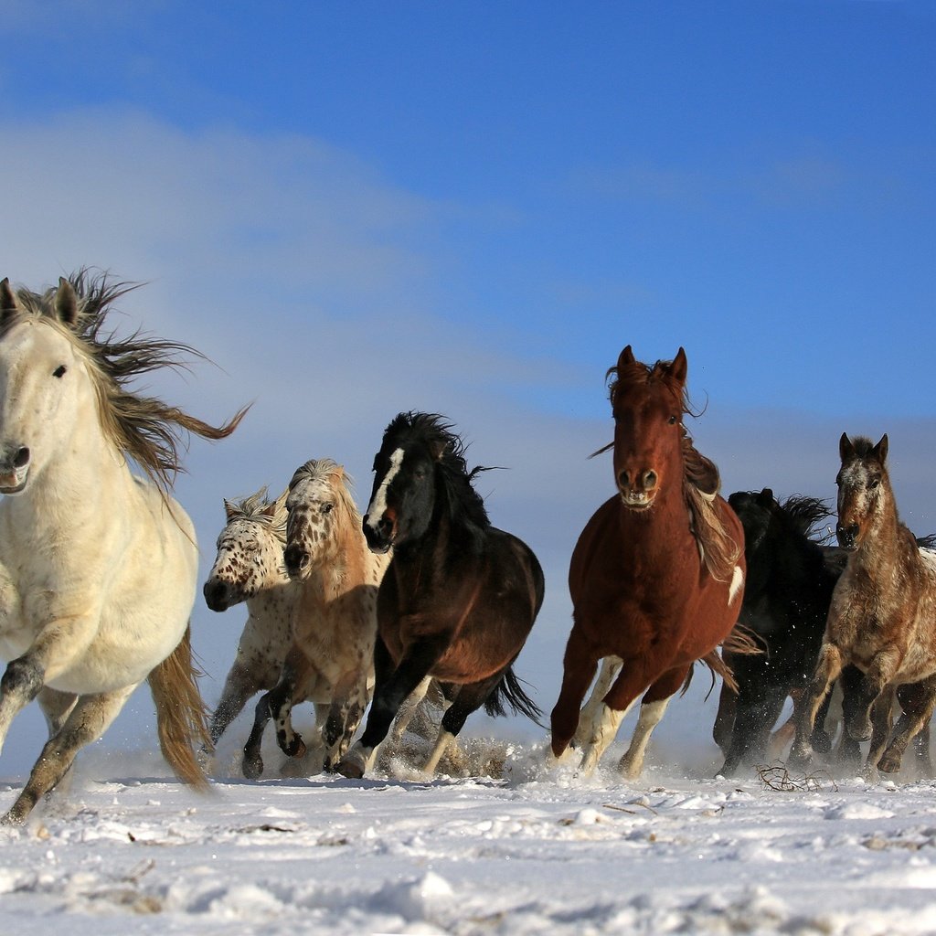 Обои небо, снег, природа, животные, лошади, кони, грива, бег, the sky, snow, nature, animals, horse, horses, mane, running разрешение 2048x1463 Загрузить