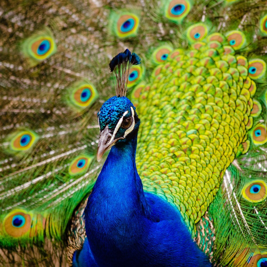 Обои птица, клюв, павлин, перья, хвост, bird, beak, peacock, feathers, tail разрешение 4000x2649 Загрузить