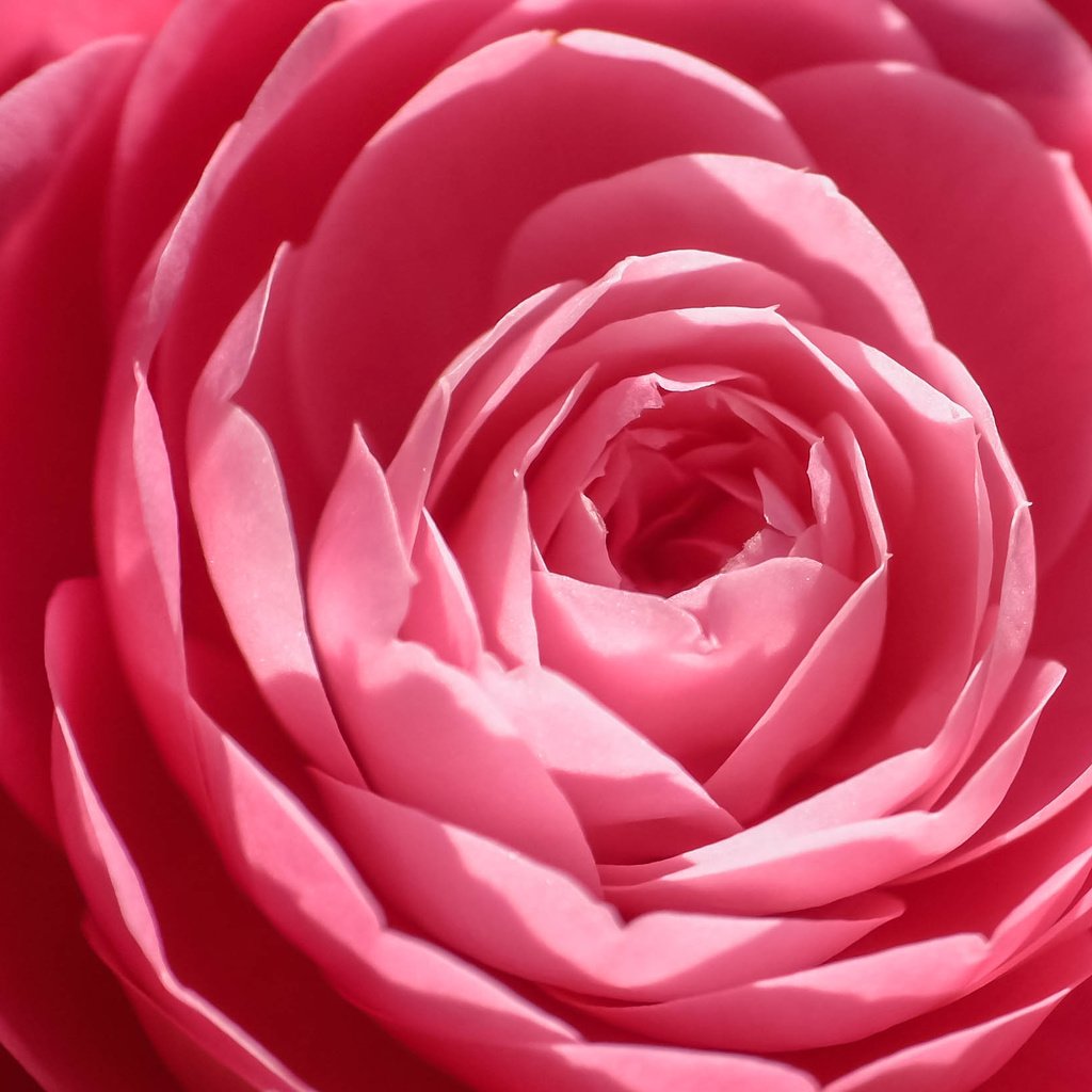 Обои цветок, роза, лепестки, крупным планом, flower, rose, petals, closeup разрешение 2634x1646 Загрузить