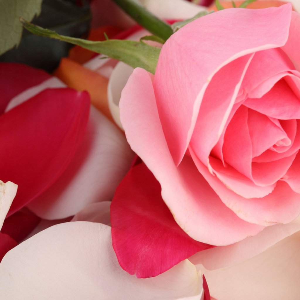 Обои цветок, роза, лепестки, бутон, flower, rose, petals, bud разрешение 2560x1600 Загрузить