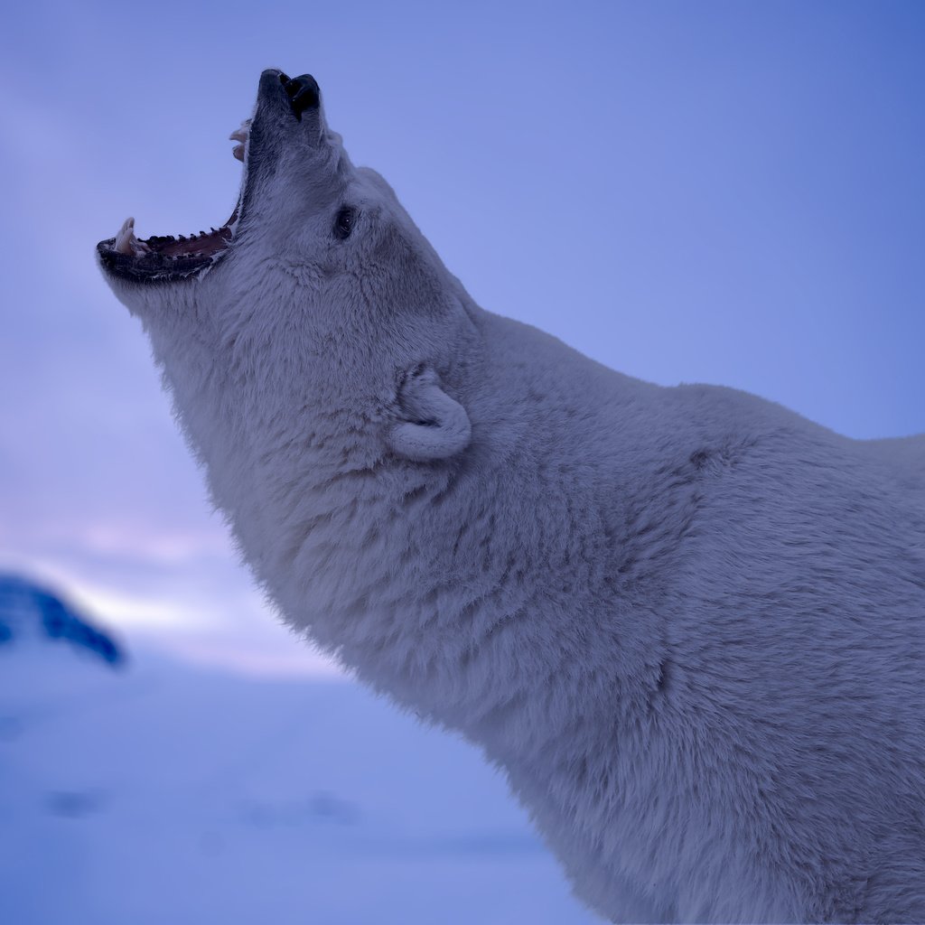 Обои морда, полярный медведь, взгляд, медведь, пасть, белый медведь, рев, face, polar bear, look, bear, mouth, roar разрешение 4000x2667 Загрузить