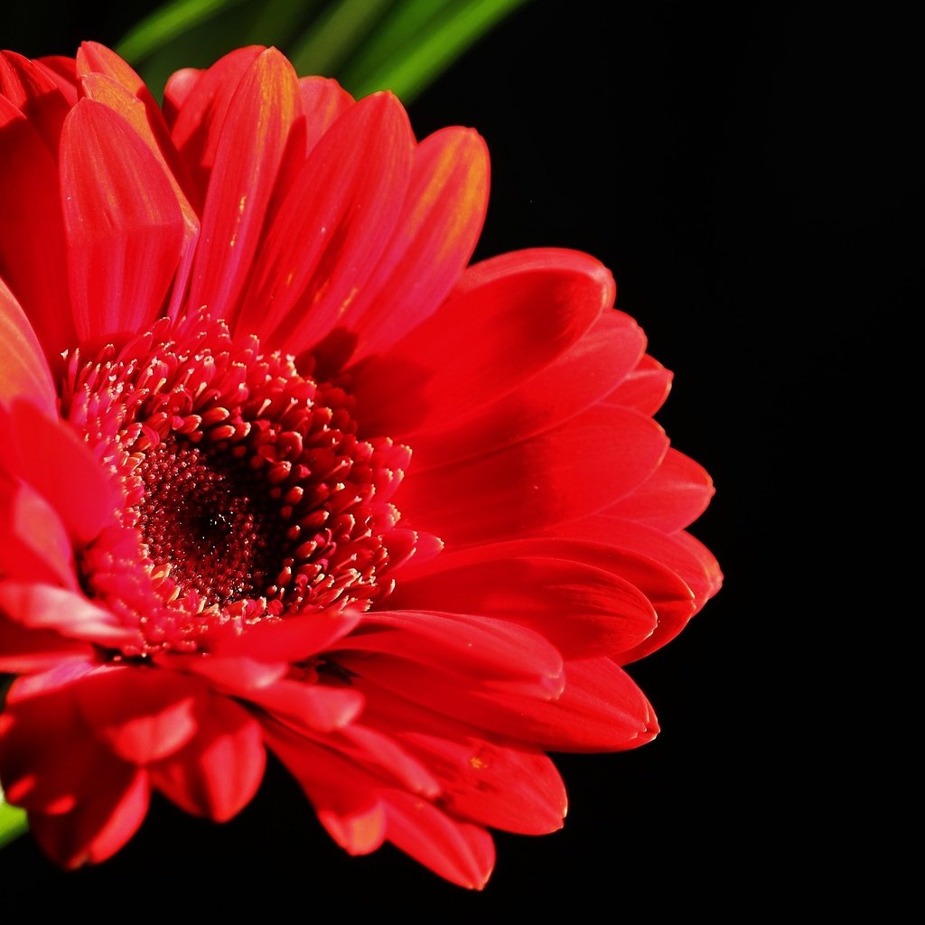 Обои цветок, лепестки, красная, черный фон, гербера, flower, petals, red, black background, gerbera разрешение 4612x3079 Загрузить