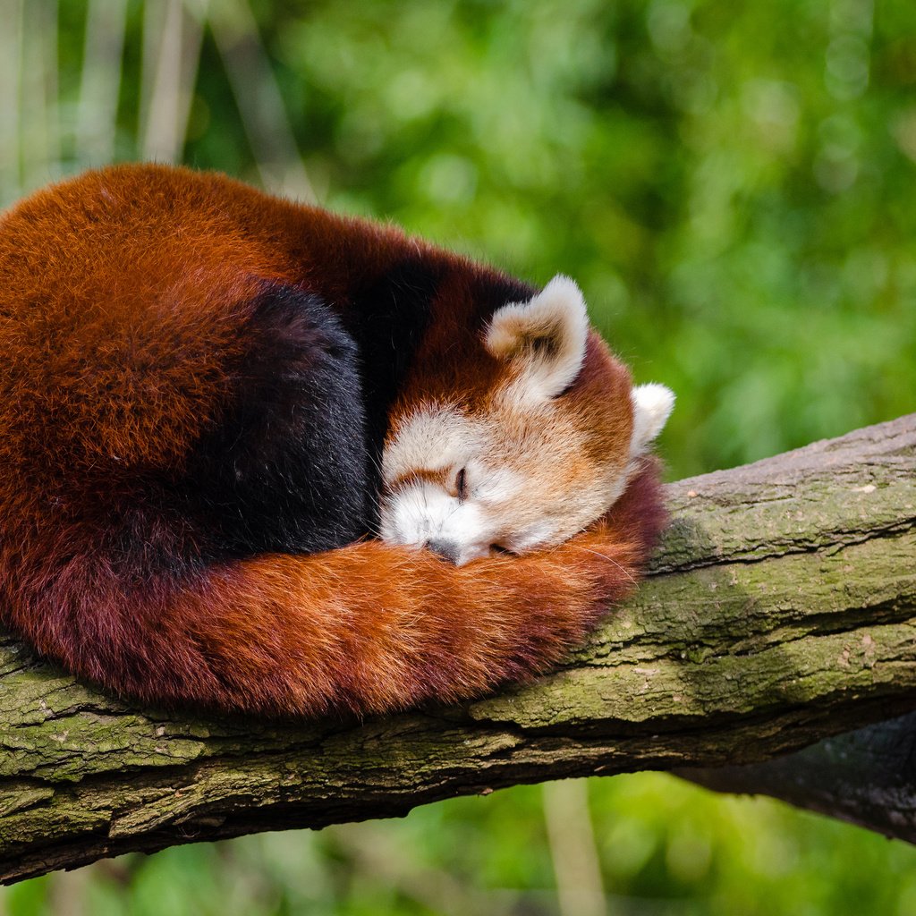 Обои дерево, панда, сон, ствол, красная панда, малая панда, tree, panda, sleep, trunk, red panda разрешение 4000x2649 Загрузить