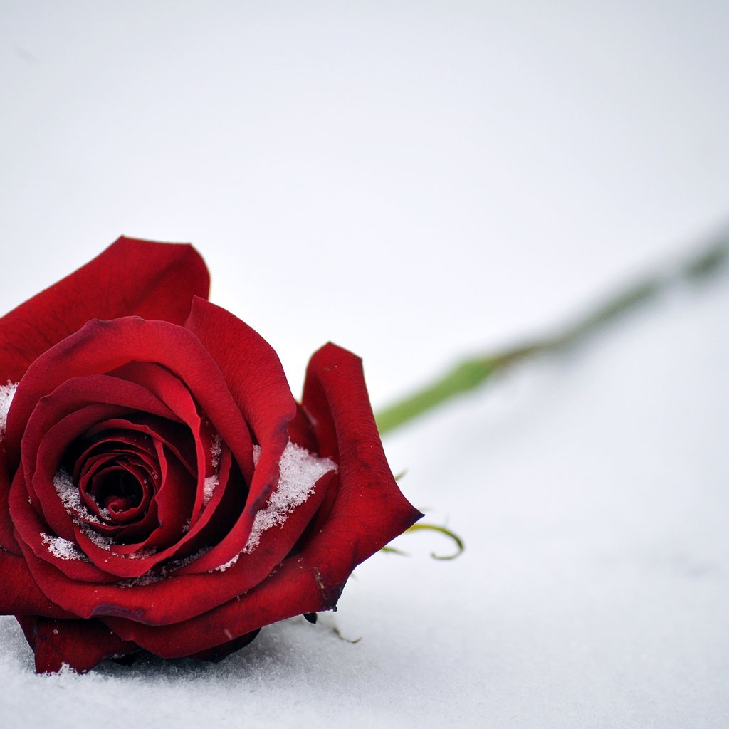 Обои снег, цветок, роза, лепестки, красный, snow, flower, rose, petals, red разрешение 4000x2657 Загрузить