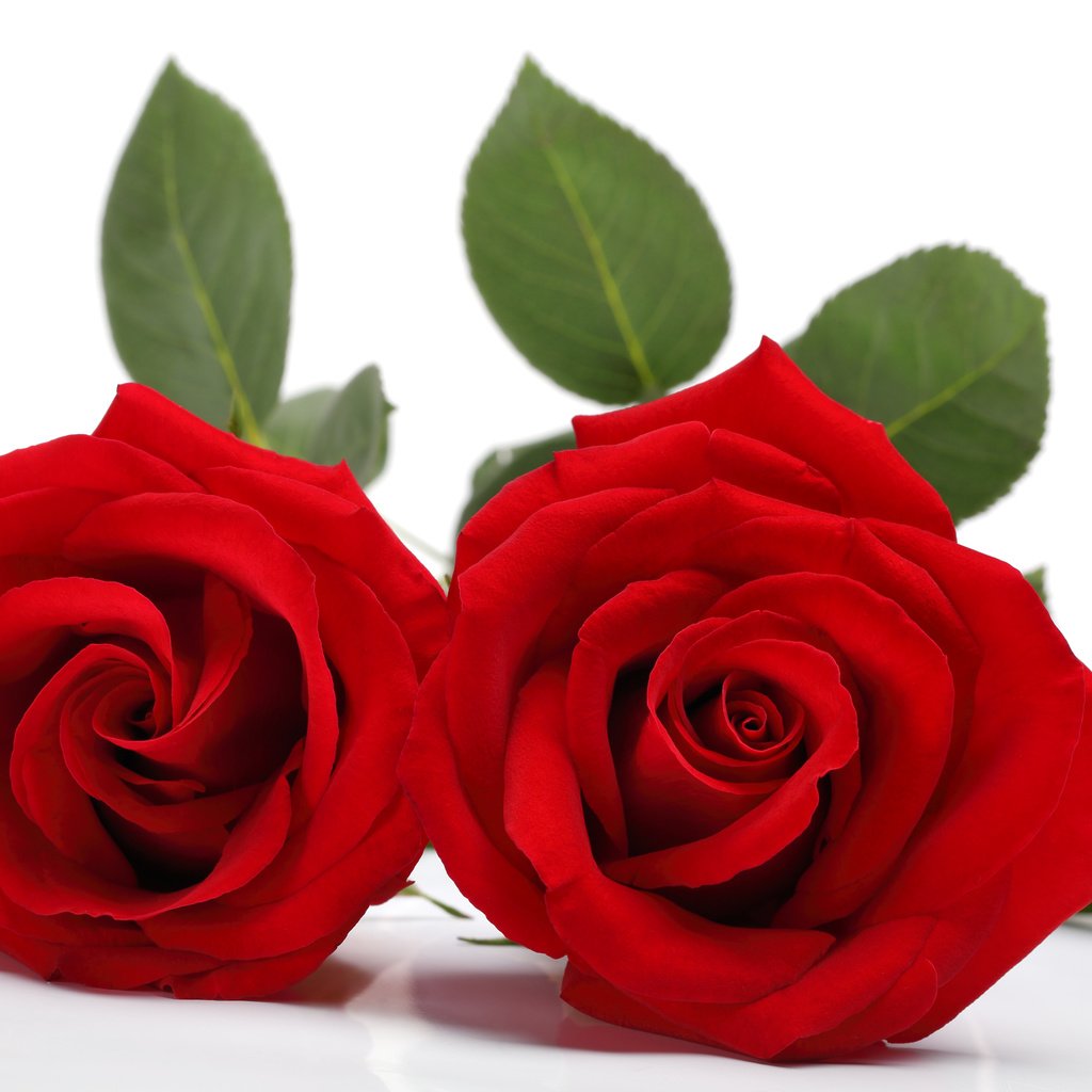 Обои цветы, листья, розы, лепестки, красные, белый фон, flowers, leaves, roses, petals, red, white background разрешение 5760x3840 Загрузить
