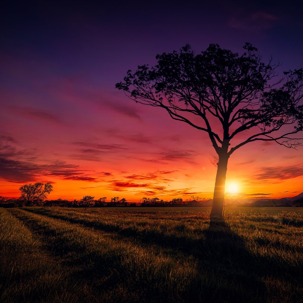 Обои небо, дорога, облака, солнце, дерево, закат, поле, the sky, road, clouds, the sun, tree, sunset, field разрешение 6482x4384 Загрузить