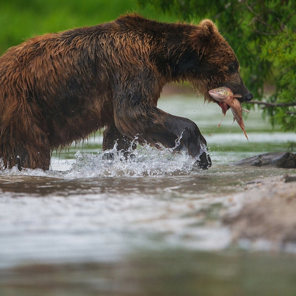 Обои морда, вода, лапы, медведь, рыба, рыбалка, александр маркелов, face, water, paws, bear, fish, fishing, alexander markelov разрешение 1920x1280 Загрузить