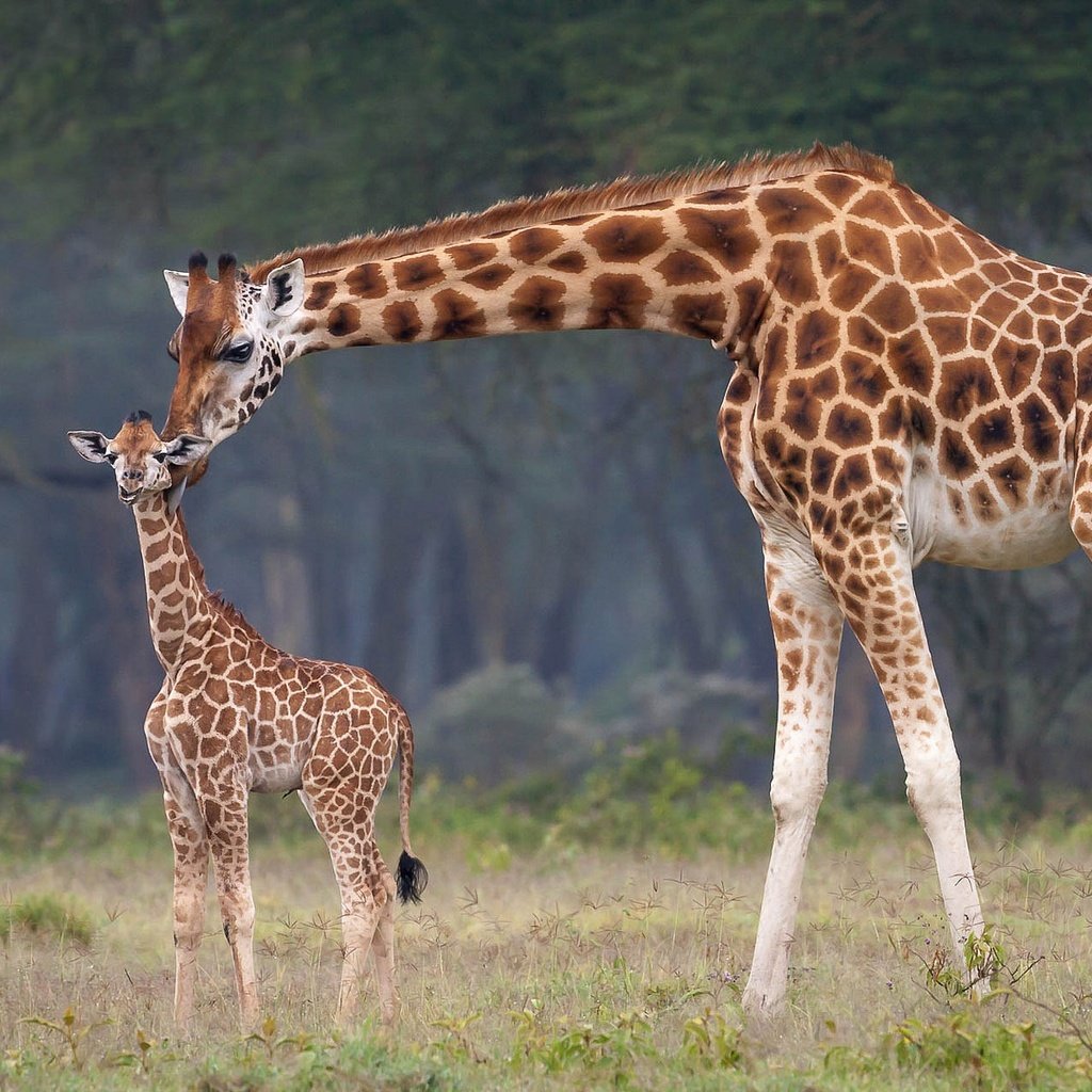 Обои африка, мама, малыш, жирафы, africa, mom, baby, giraffes разрешение 2048x1188 Загрузить