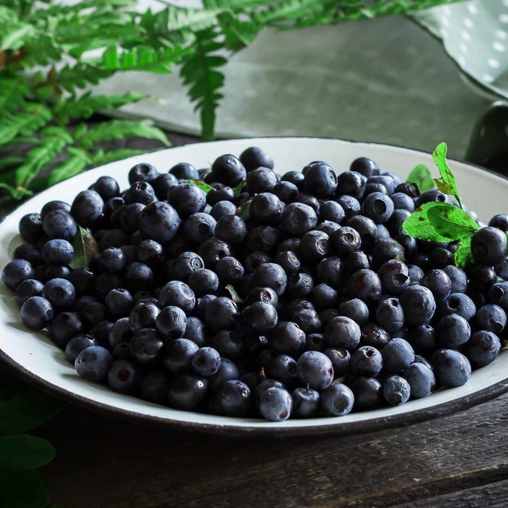 Обои ягоды, черника, папоротник, тарелка, berries, blueberries, fern, plate разрешение 2100x1407 Загрузить