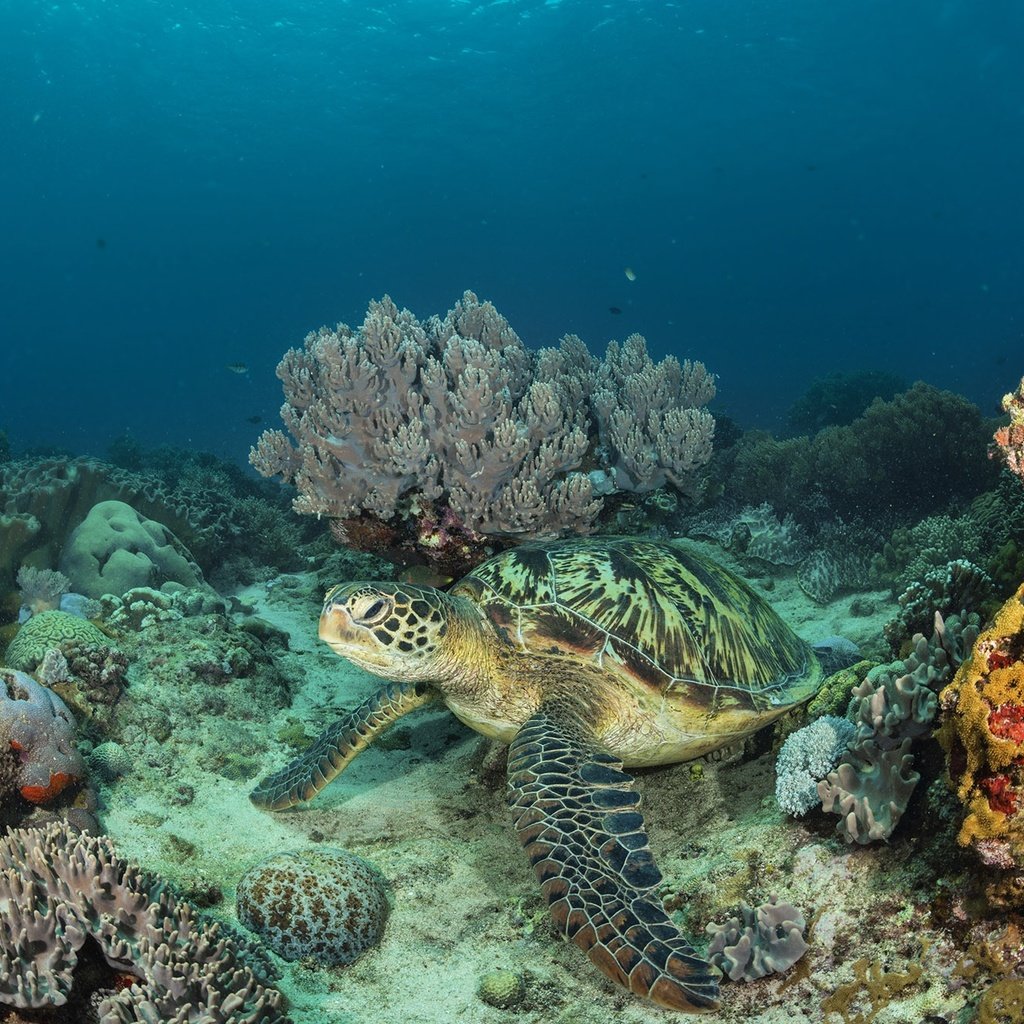 Обои море, черепаха, подводный мир, коралловый риф, дно моря, sea, turtle, underwater world, coral reef, the bottom of the sea разрешение 2000x1333 Загрузить