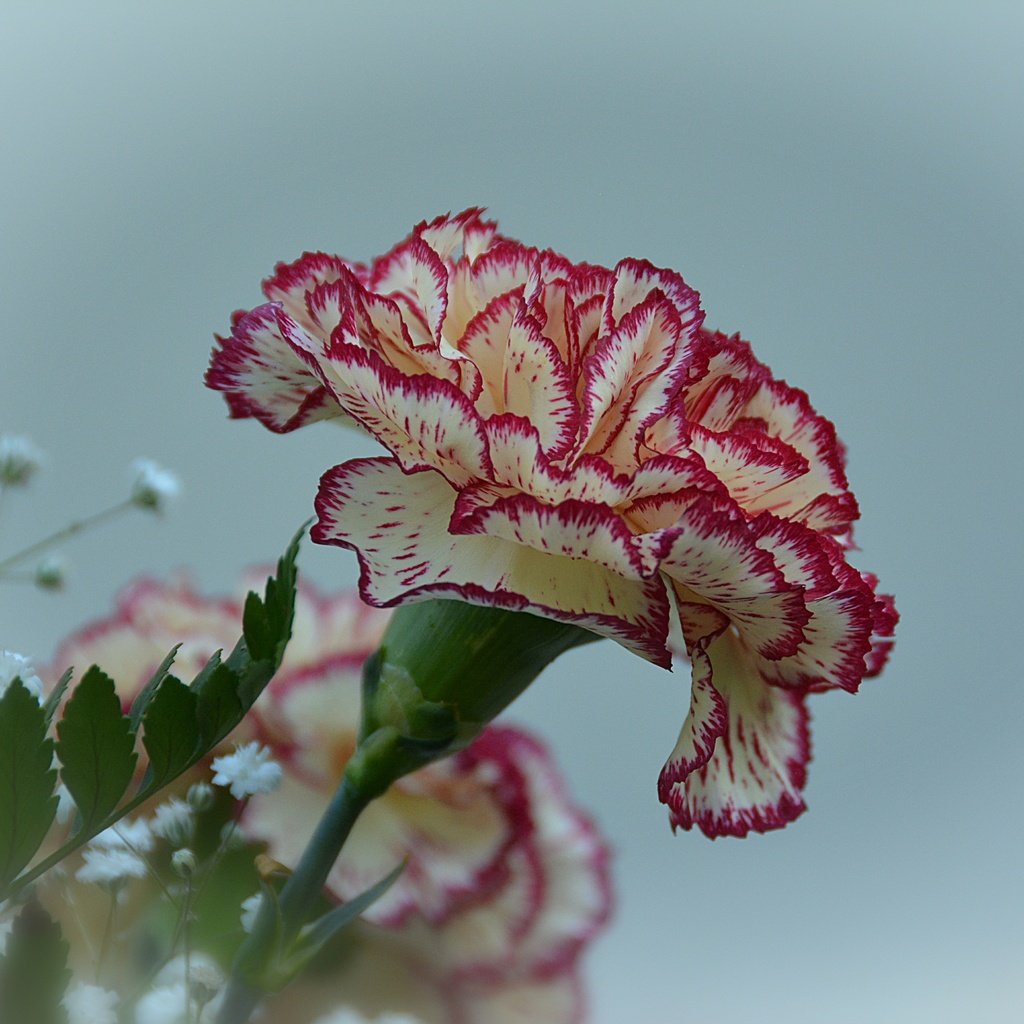 Обои цветы, цветок, гвоздика, гипсофила, flowers, flower, carnation, gypsophila разрешение 6000x4000 Загрузить