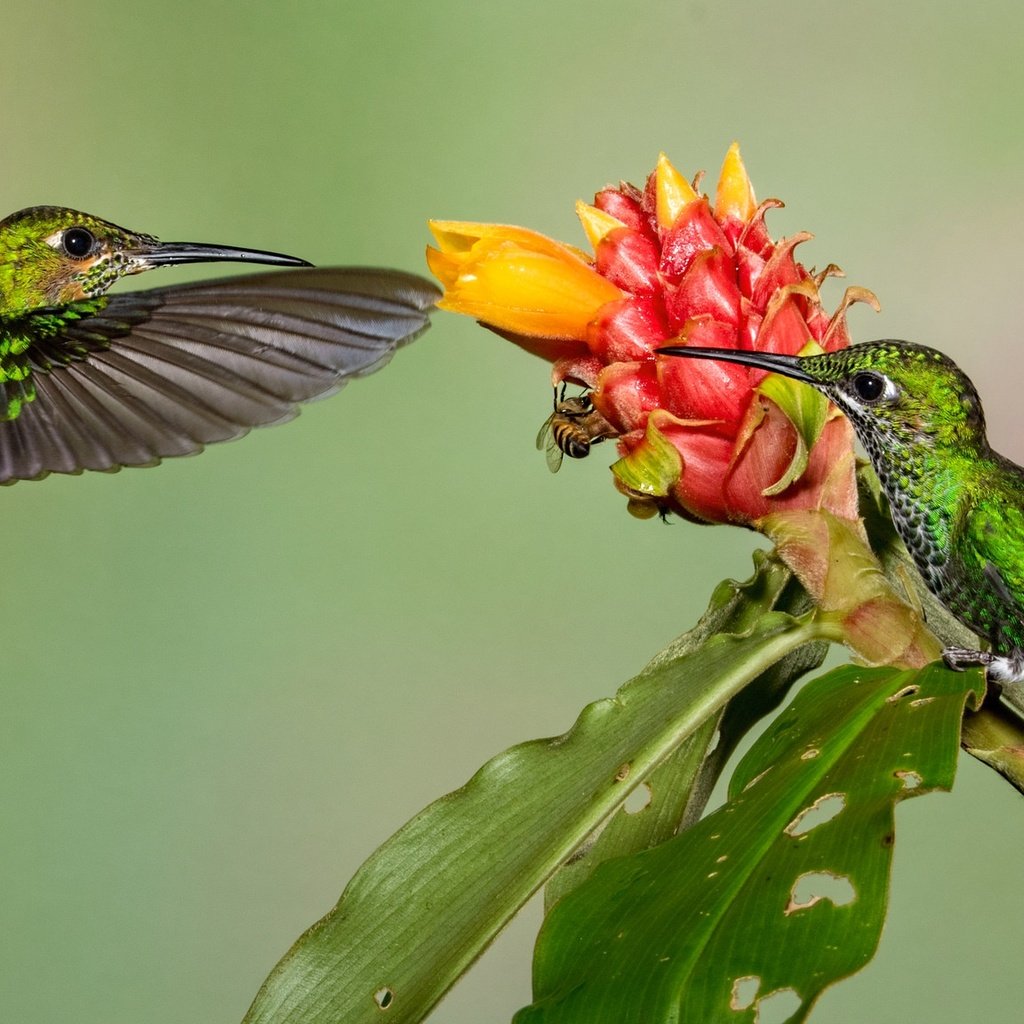 Обои цветок, крылья, птицы, клюв, колибри, колибри-бриллиант, flower, wings, birds, beak, hummingbird, hummingbird-diamond разрешение 2048x1152 Загрузить