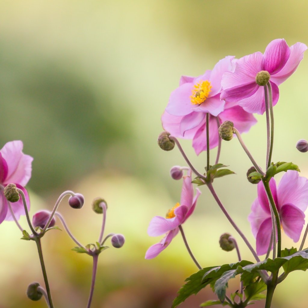 Обои цветок, лепестки, розовый, боке, японский анемон, анемон, flower, petals, pink, bokeh, japanese anemone, anemone разрешение 2400x1600 Загрузить