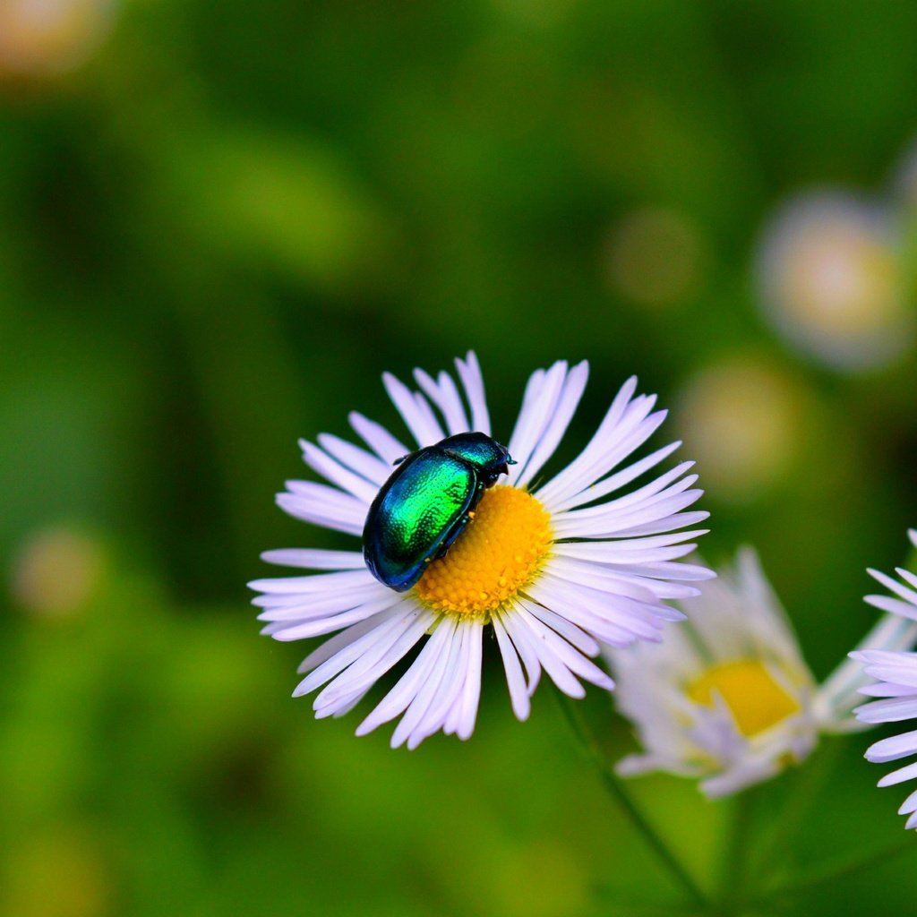 Обои цветы, жук, макро, насекомое, лепестки, боке, flowers, beetle, macro, insect, petals, bokeh разрешение 3000x1869 Загрузить