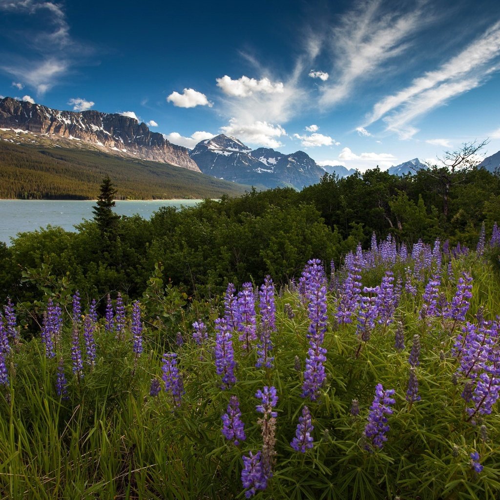 Обои небо, цветы, облака, река, горы, утро, лето, the sky, flowers, clouds, river, mountains, morning, summer разрешение 2048x1365 Загрузить