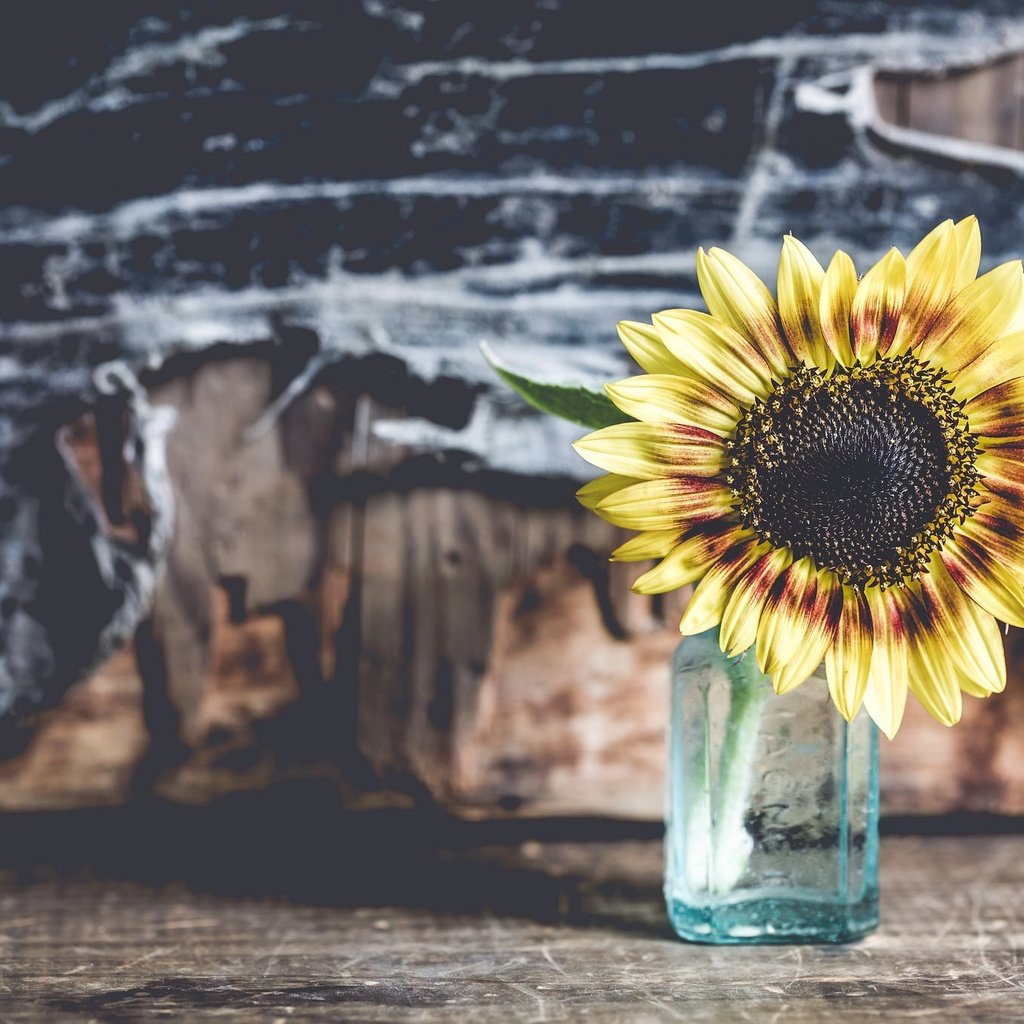 Обои фон, цветок, лепестки, подсолнух, сердце, банка, graydaysandcoffee, background, flower, petals, sunflower, heart, bank разрешение 2048x1365 Загрузить