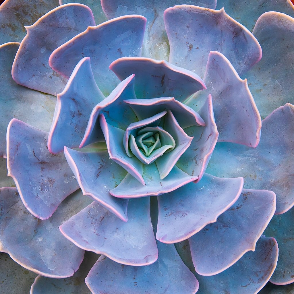 Обои фон, лепестки, растение, суккулент, каменная роза, echeveria, эхеверия, background, petals, plant, succulent разрешение 3084x3079 Загрузить