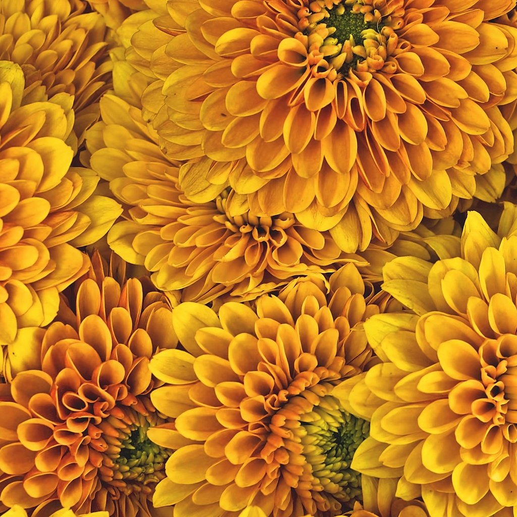 Обои цветы, фон, лепестки, хризантемы, желтые цветы, flowers, background, petals, chrysanthemum, yellow flowers разрешение 2048x1357 Загрузить