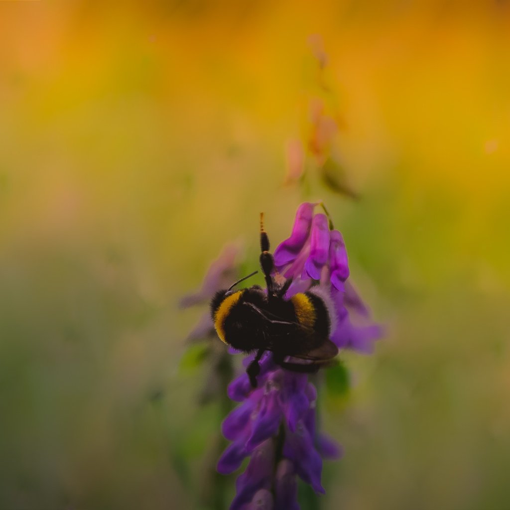 Обои насекомое, фон, размытость, растение, пчела, insect, background, blur, plant, bee разрешение 2798x1749 Загрузить