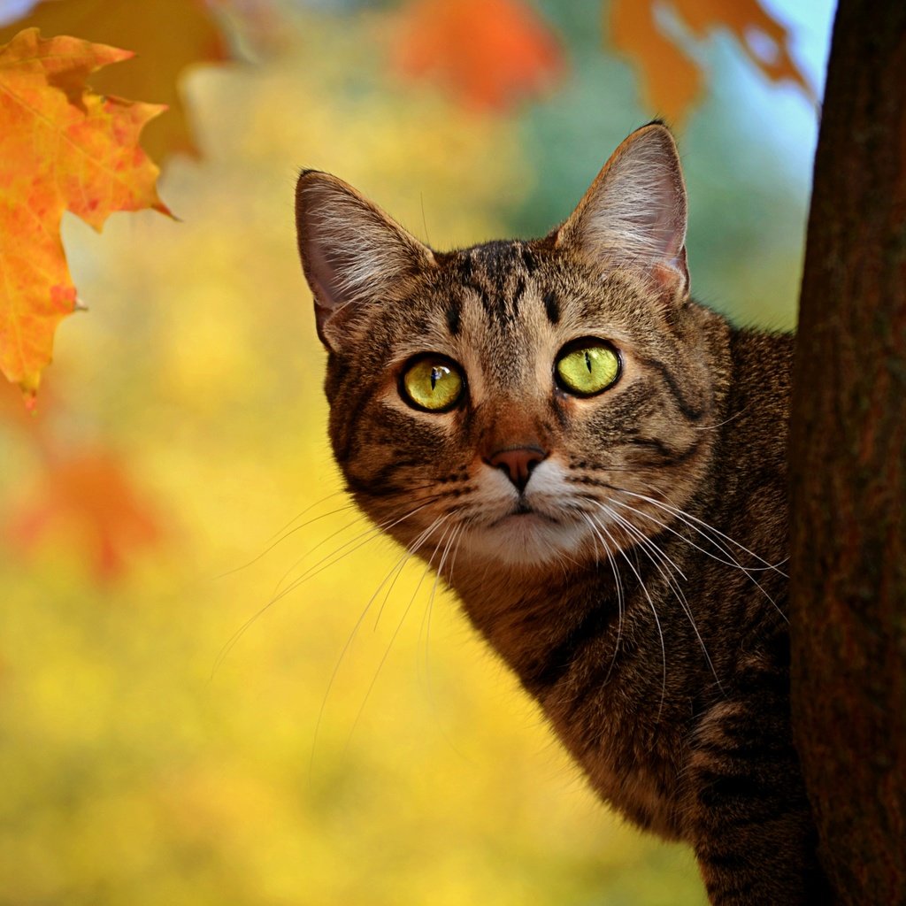 Обои листья, кот, мордочка, усы, кошка, взгляд, осень, ствол, leaves, cat, muzzle, mustache, look, autumn, trunk разрешение 3826x2534 Загрузить