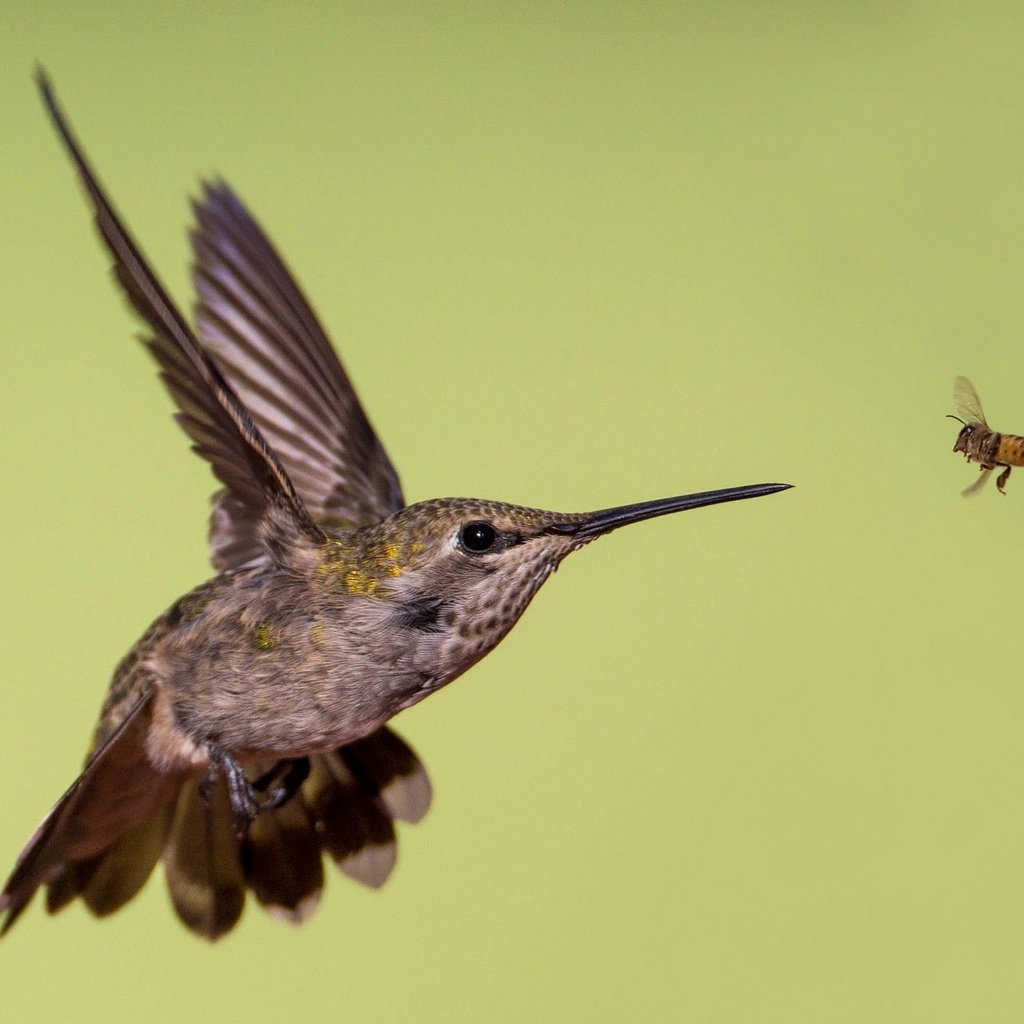 Обои крылья, птица, клюв, пчела, колибри, калипта анны, wings, bird, beak, bee, hummingbird, calypte anna разрешение 2048x1316 Загрузить