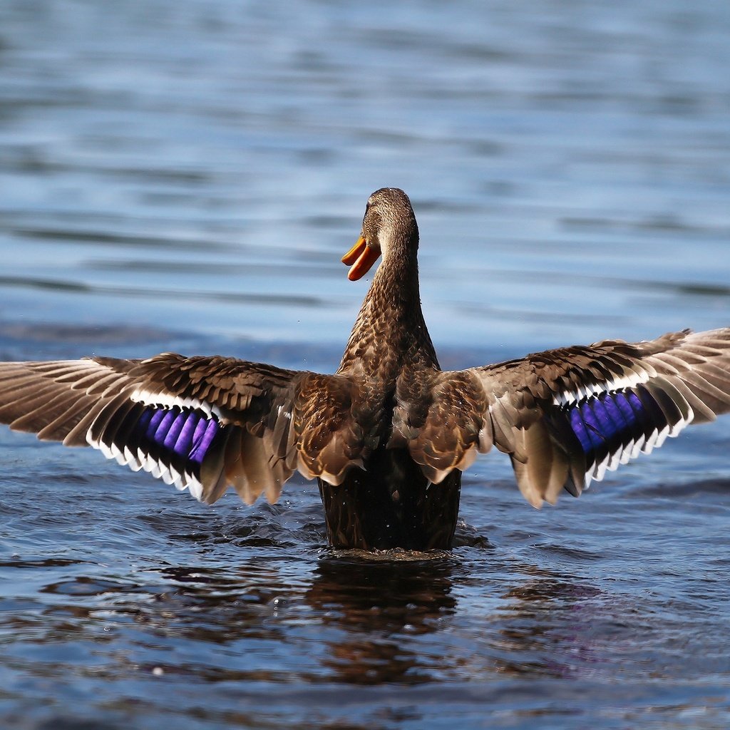 Обои крылья, птица, клюв, перья, озёра, утка, wings, bird, beak, feathers, lake, duck разрешение 1920x1280 Загрузить