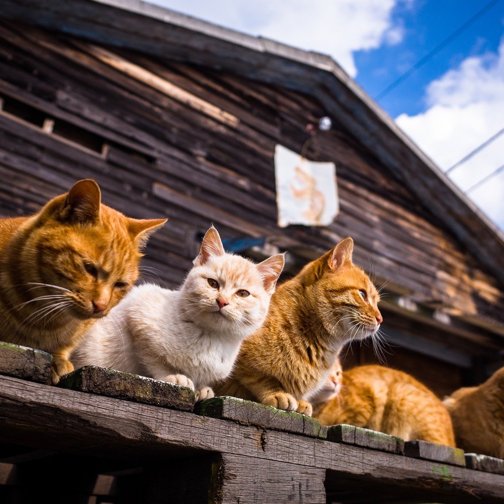 Обои небо, облака, усы, лето, взгляд, дом, коты, кошки, мордочки, faces, the sky, clouds, mustache, summer, look, house, cats разрешение 2048x1357 Загрузить