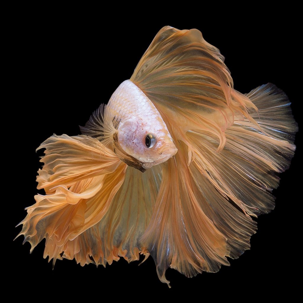 Рыбка золотой петушок фото
