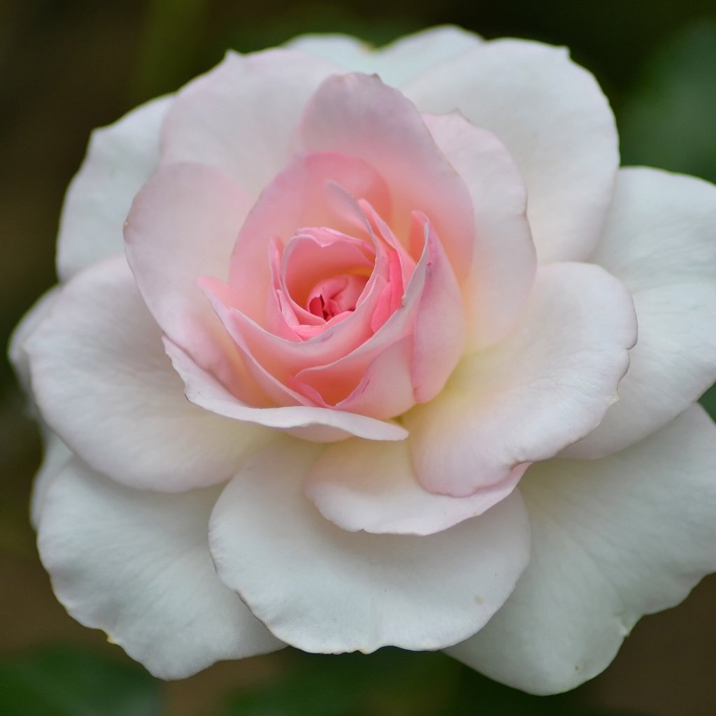 Обои макро, цветок, роза, лепестки, бутон, розовый, macro, flower, rose, petals, bud, pink разрешение 3456x2304 Загрузить